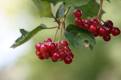 Close-up of red cherries growing on tree