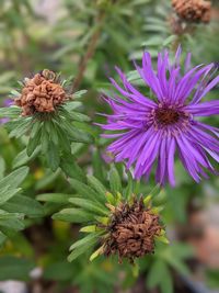 Close-up of purple flowering plant