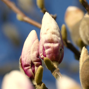 Close-up of fresh red flower buds