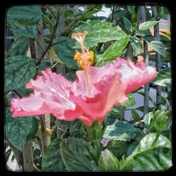 Close-up of hibiscus flower