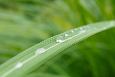 Water droplets on lush green leaves, laid horizontally and blurred background.