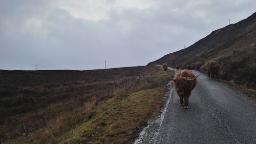 Dog walking on road by mountain against sky