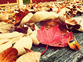 Close-up of autumn leaves