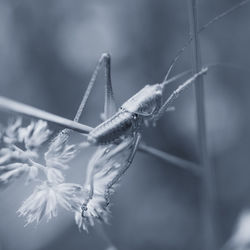 Close-up of insect on flower