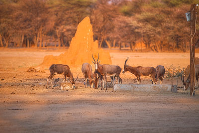 Antilopes in front of termite mound in botsuana