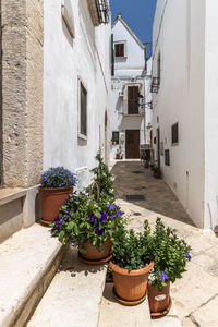 Potted plants on alley amidst buildings