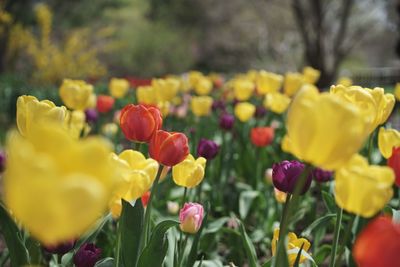 Close-up of yellow tulips blooming outdoors
