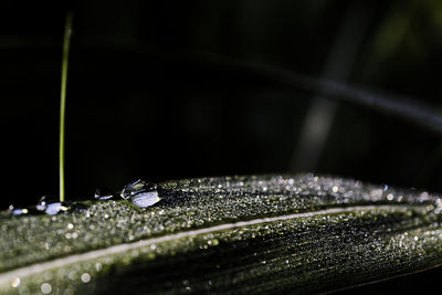 Close-up of raindrops on flower