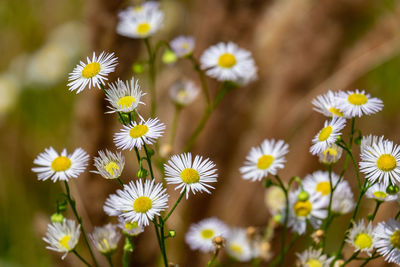 Close-up of white flowering plants