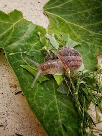 High angle view of snail on leaves