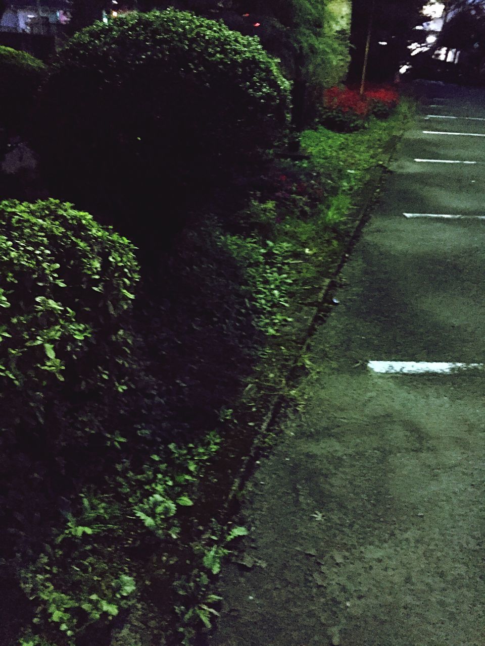 tree, transportation, growth, plant, street, green color, road, shadow, sunlight, the way forward, outdoors, day, nature, grass, footpath, leaf, no people, asphalt, road marking, sidewalk