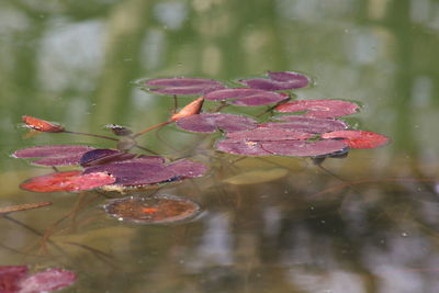 Maroon lily pads floating on calm lake