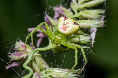 Close-up of fruit on plant