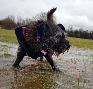 Dog on wet field against sky