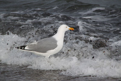 Bird flying over white background