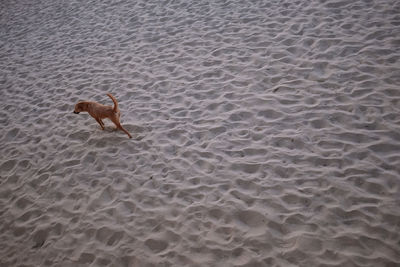 High angle view of dog on sand at shore