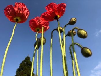 Low angle view of flowering plant against blue sky