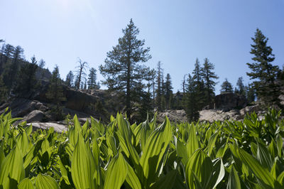 Close-up of plants on field against sky