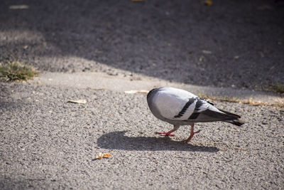 Close-up of bird on road