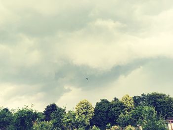 Low angle view of bird flying in sky