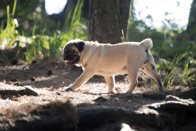 Full length of a dog walking on a land