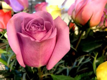 Close-up of pink rose