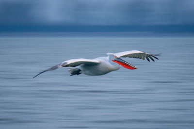 Bird flying over lake