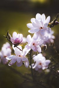 Close-up of purple flowering plant