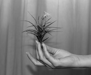 Close-up of hand holding plant