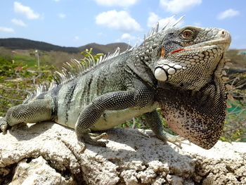 Close-up of iguana