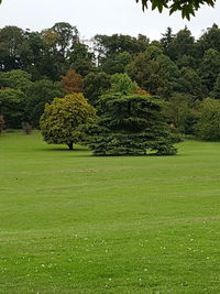 Trees growing in field