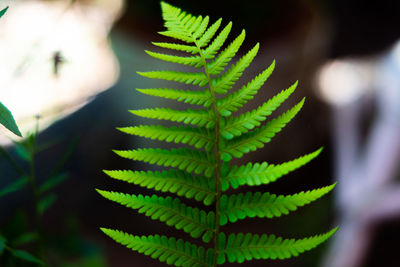Close-up of fern leaves