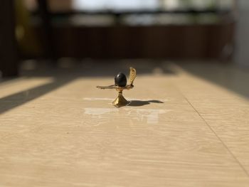 Close-up of bird on table