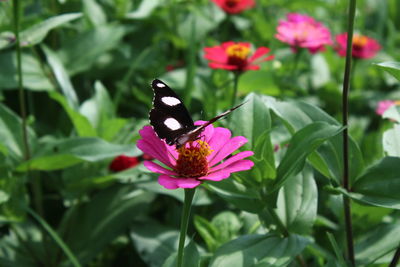 Close-up of butterfly pollinating on pink flower