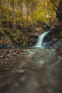 Surface level of stream flowing in forest