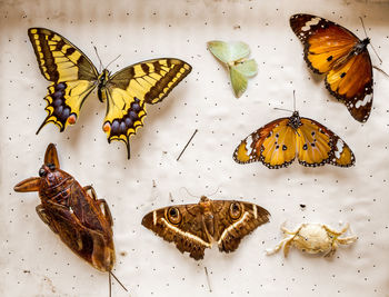 High angle view of butterfly on flower