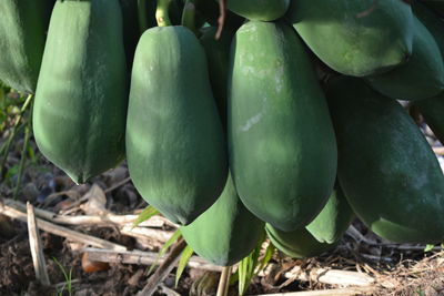 Close-up of fruits