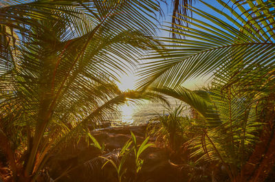 Low angle view of palm trees