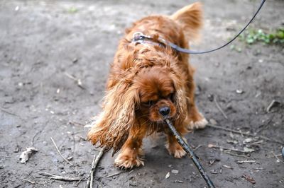 High angle view of dog outdoors