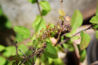 Close-up of insect on flower