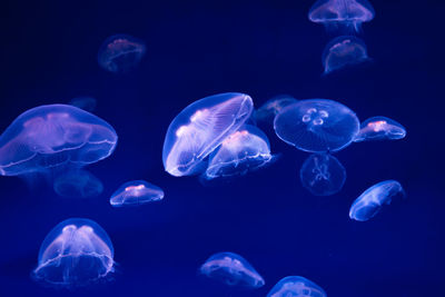 Jellyfish swimming in sea