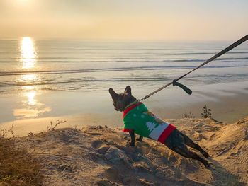 French bulldog in holiday sweater overlooking ocean and beach in carlsbad, san diego, california