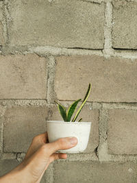 Hand holding plant against wall