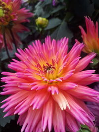 Close-up of bee pollinating on pink flower