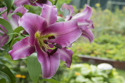 Close-up of pink flowers