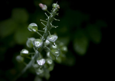 Close-up of water drops on plant