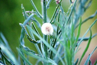 Close-up of white flower