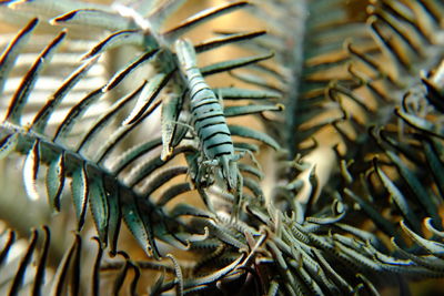 Close-up of crab on the sea