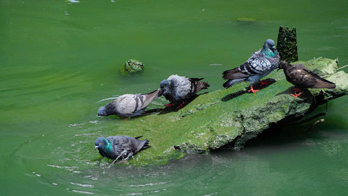 High angle view of duck swimming in lake