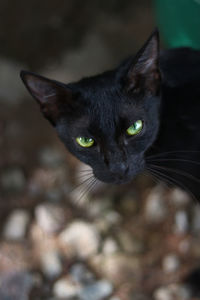 Close-up portrait of black cat